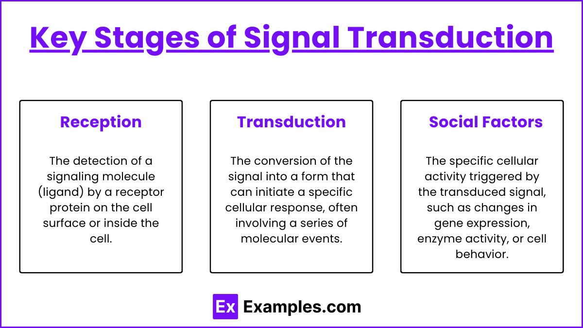 Key Stages of Signal Transduction