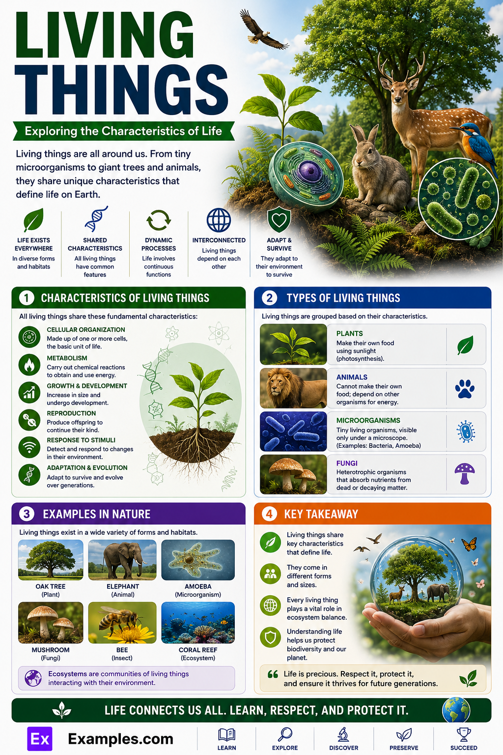 30+ Living Things
