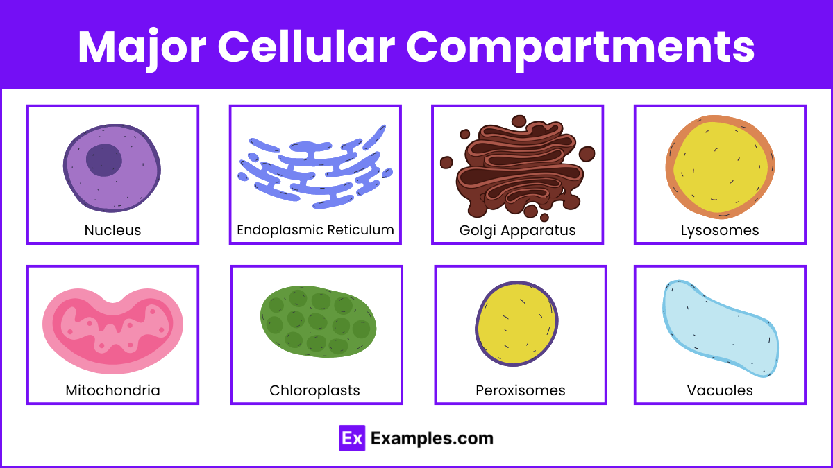 Major Cellular Compartments