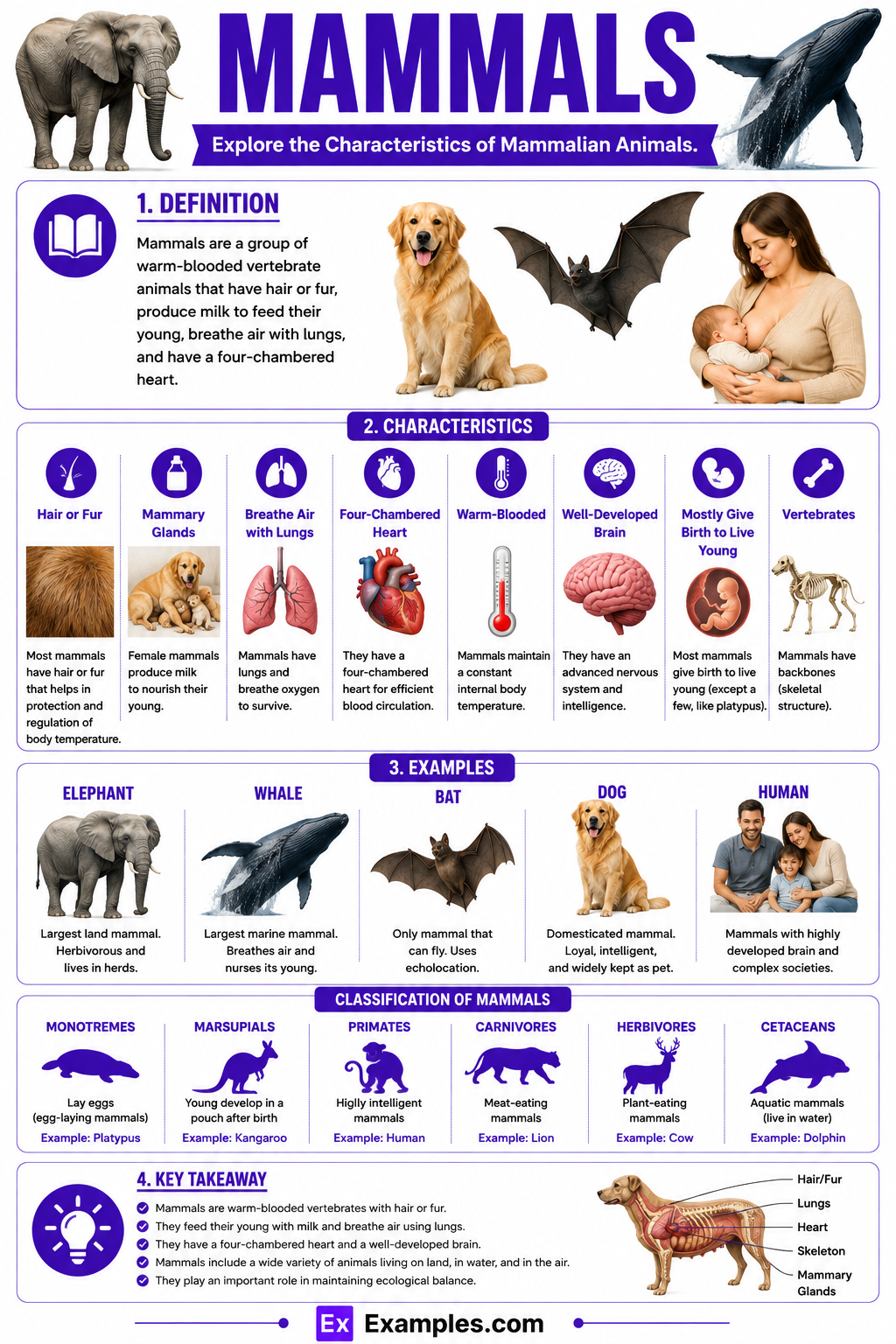 20+ Mammals Examples