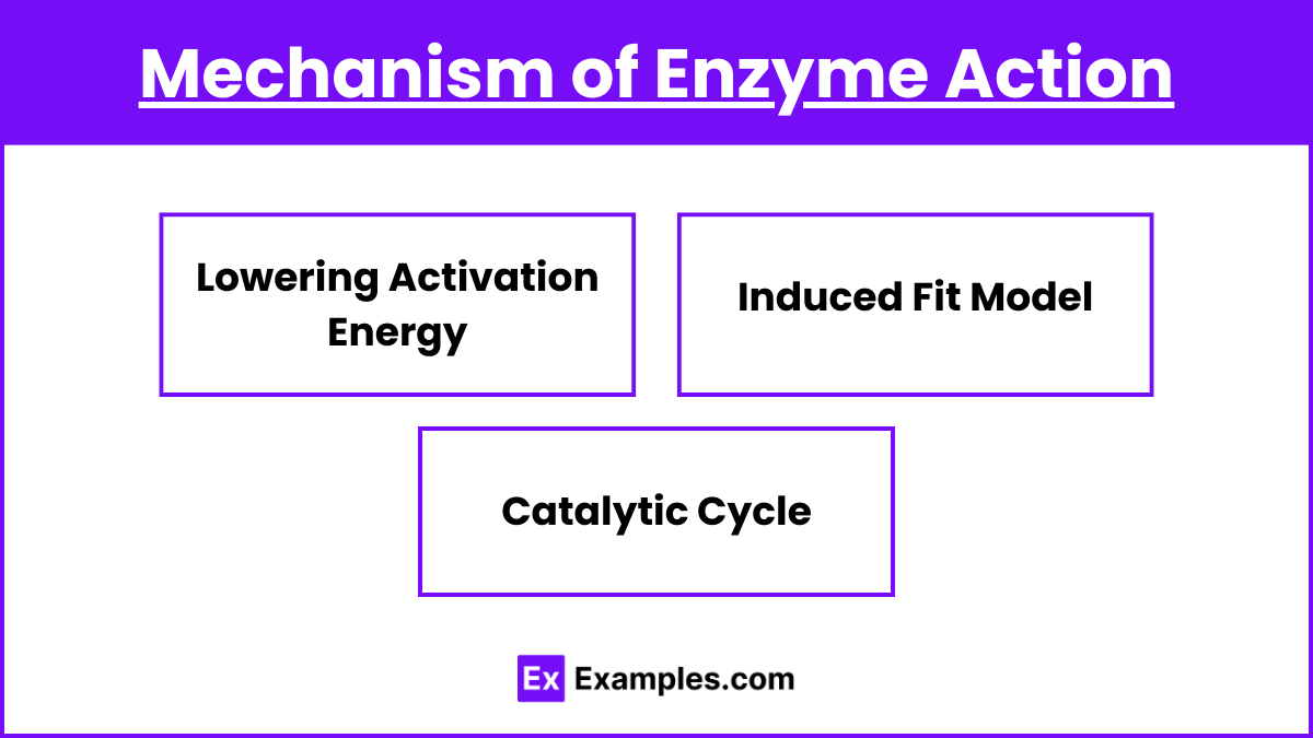 Mechanism of Enzyme Action