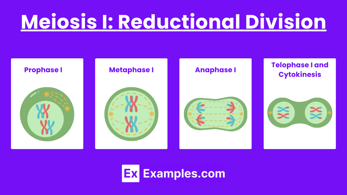 Meiosis I Reductional Division