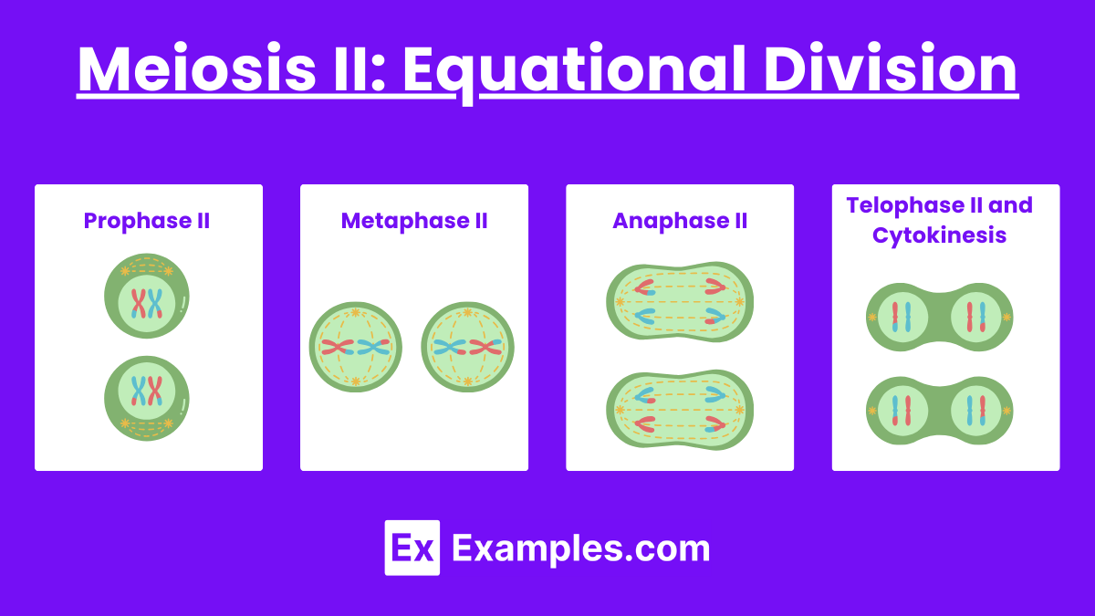 Meiosis II Equational Division