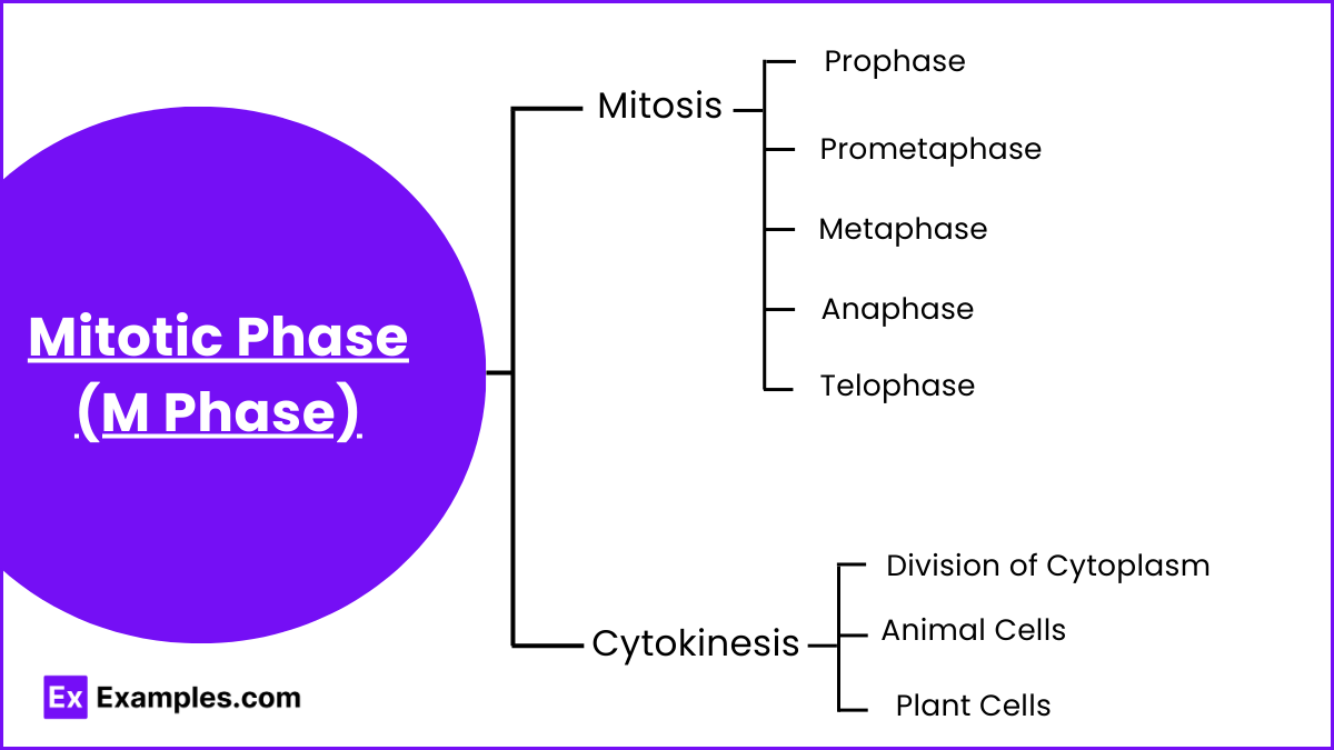 Mitotic Phase (M Phase) (1)