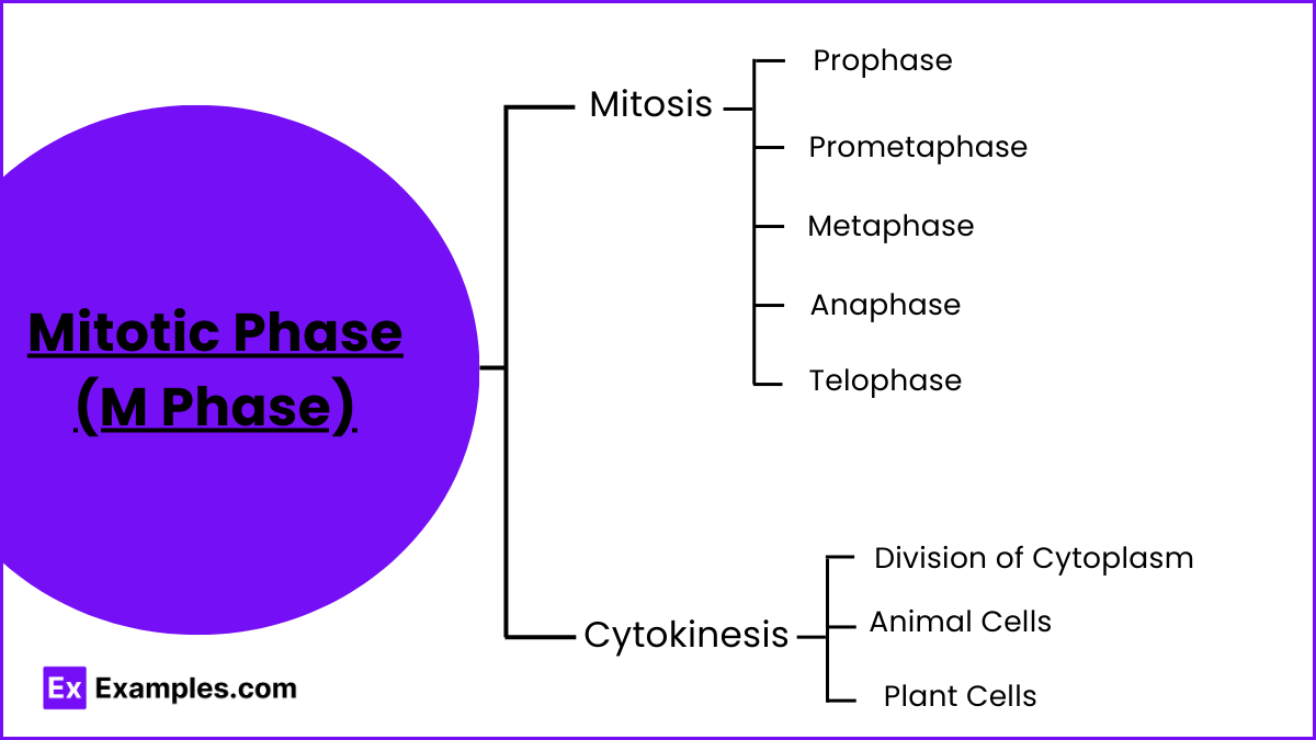 Mitotic Phase (M Phase)