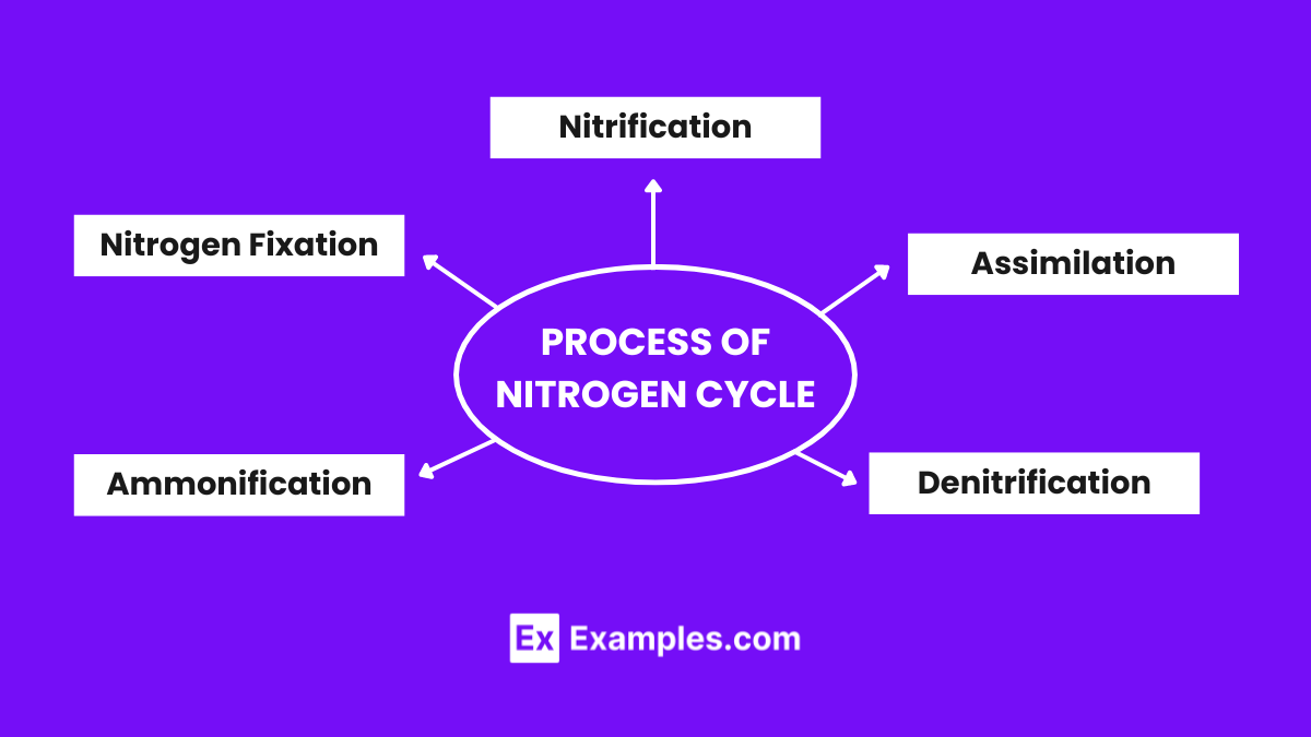 PROCESS OF NITROGEN CYCLE (1)