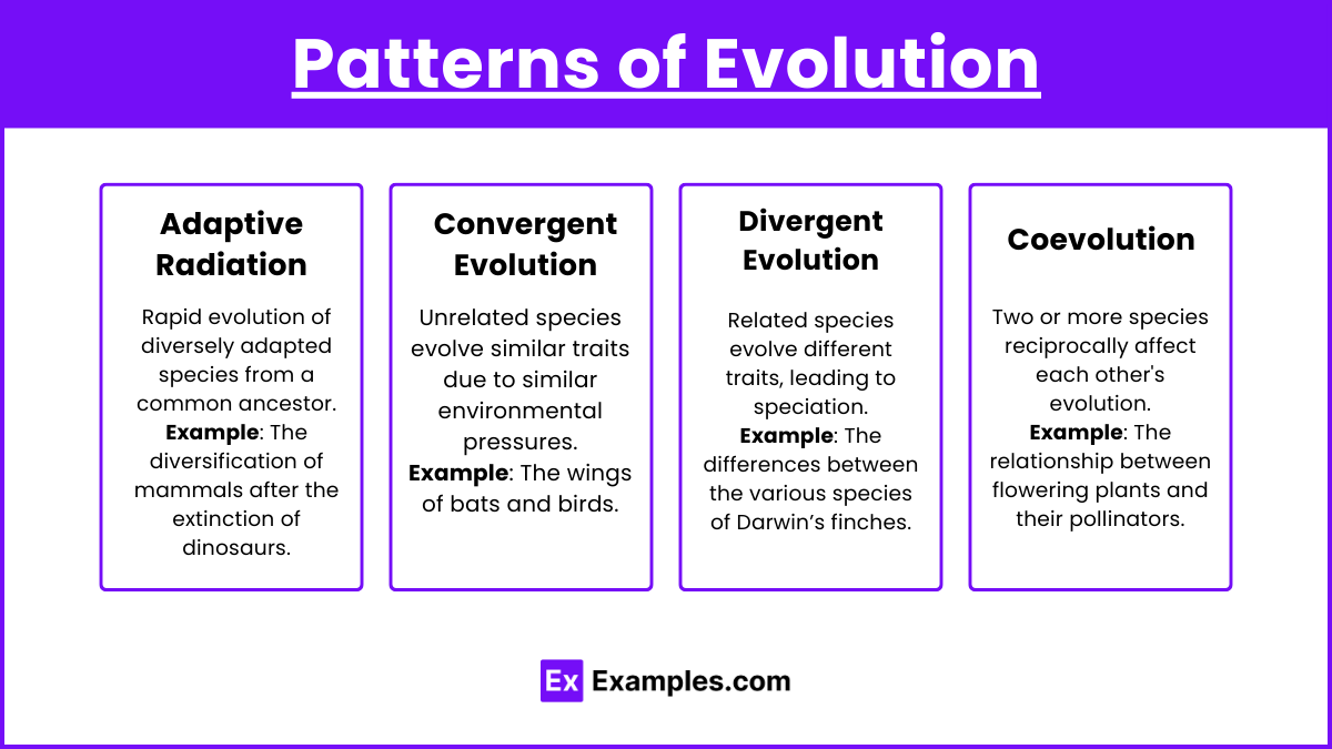 Patterns of Evolution