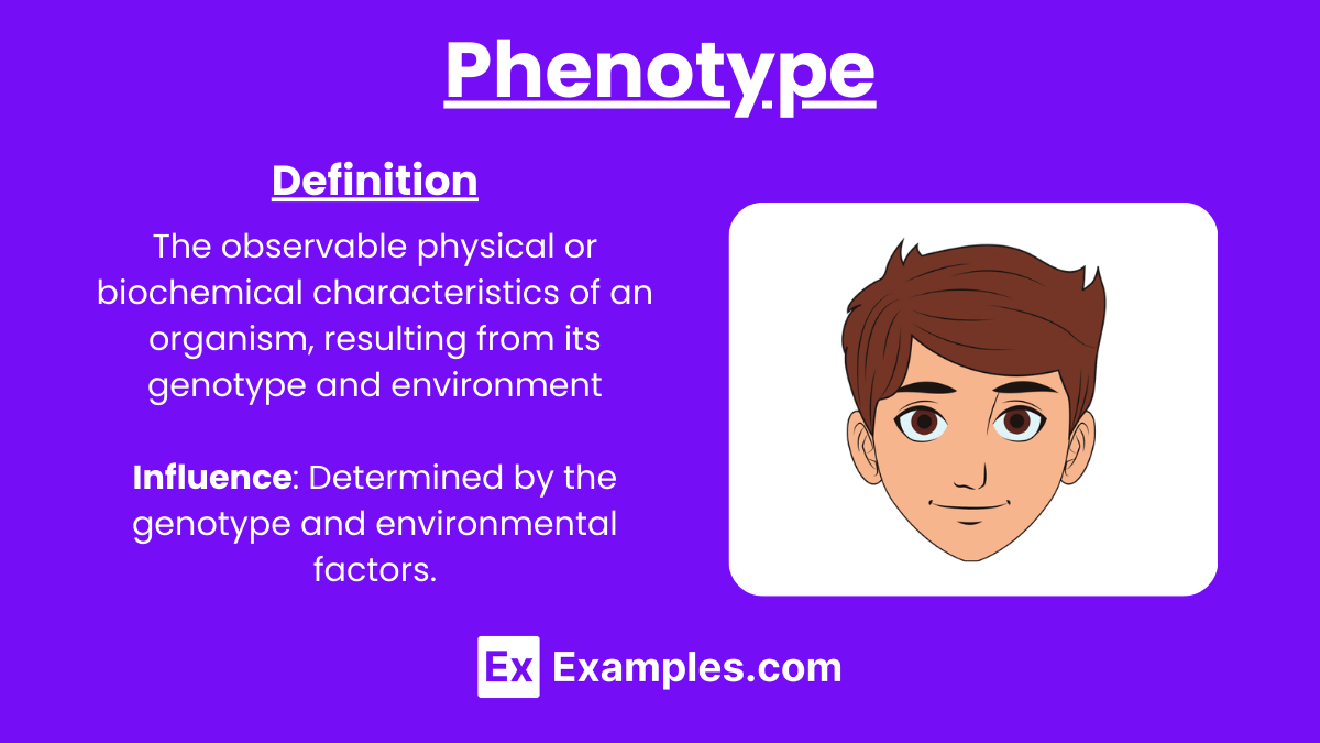 Phenotype