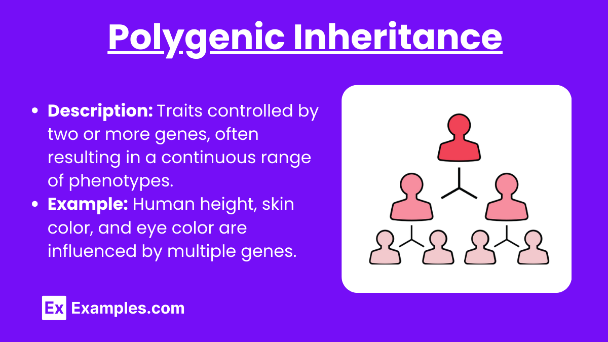 Polygenic Inheritance