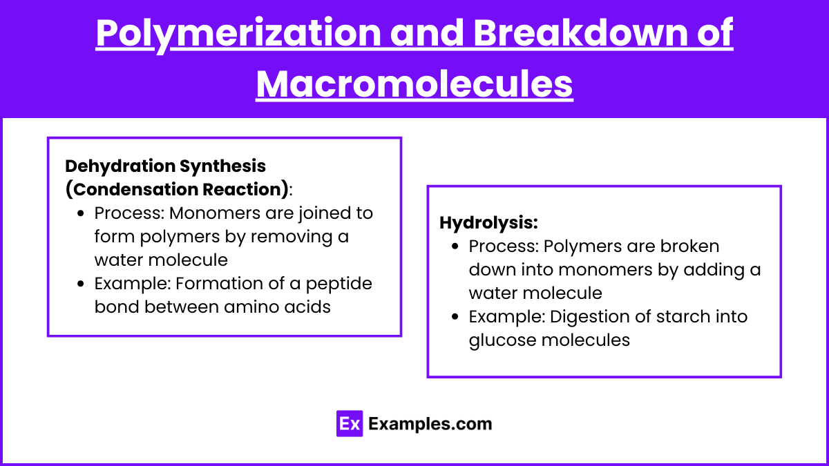 Polymerization and Breakdown of Macromolecules