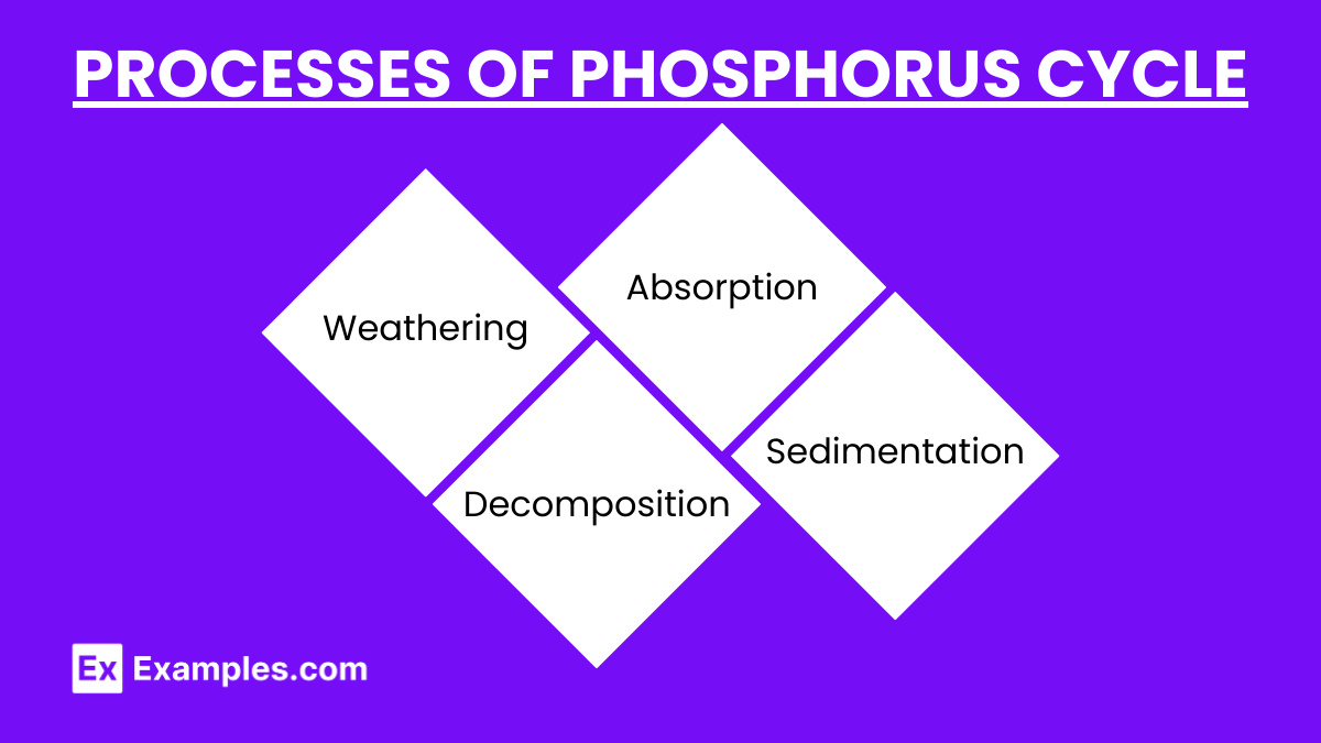 Processes Phosphorus Cycle