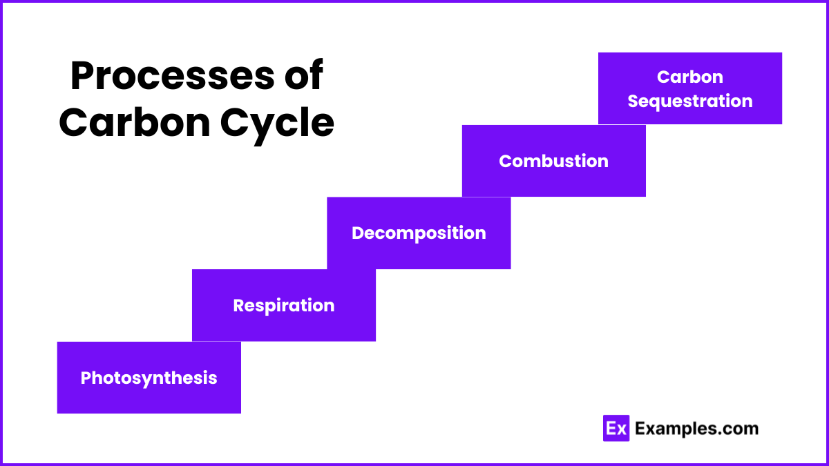 Processes of Carbon Cycle