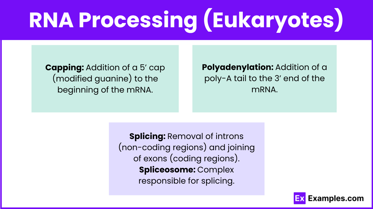 RNA Processing (Eukaryotes)