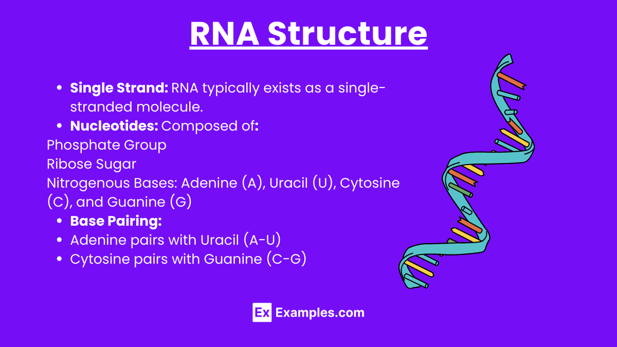 RNA Structure (1)
