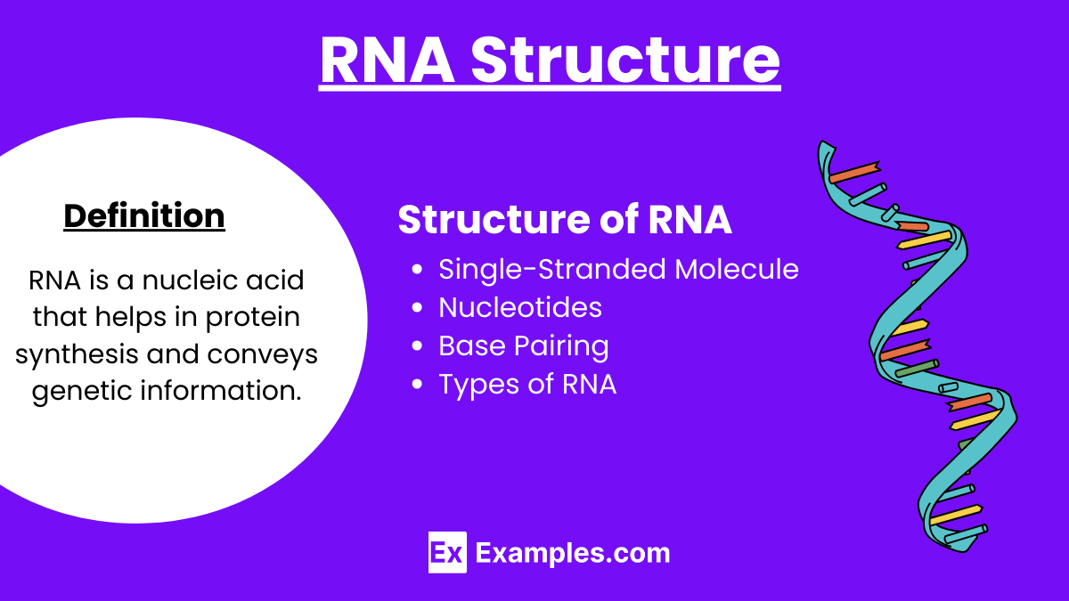 RNA Structure