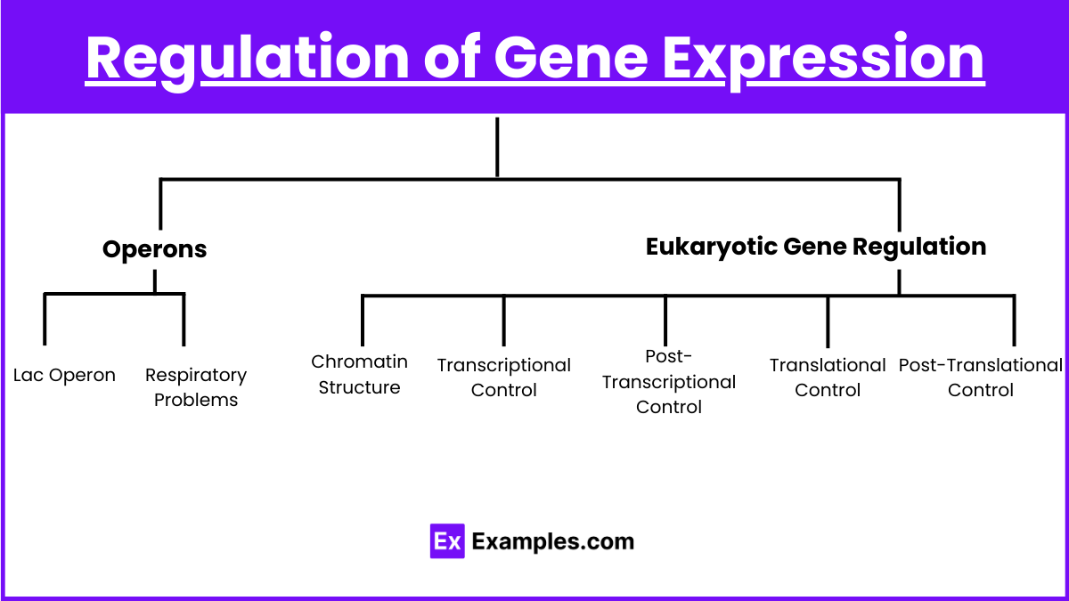 Regulation of Gene Expression (1)