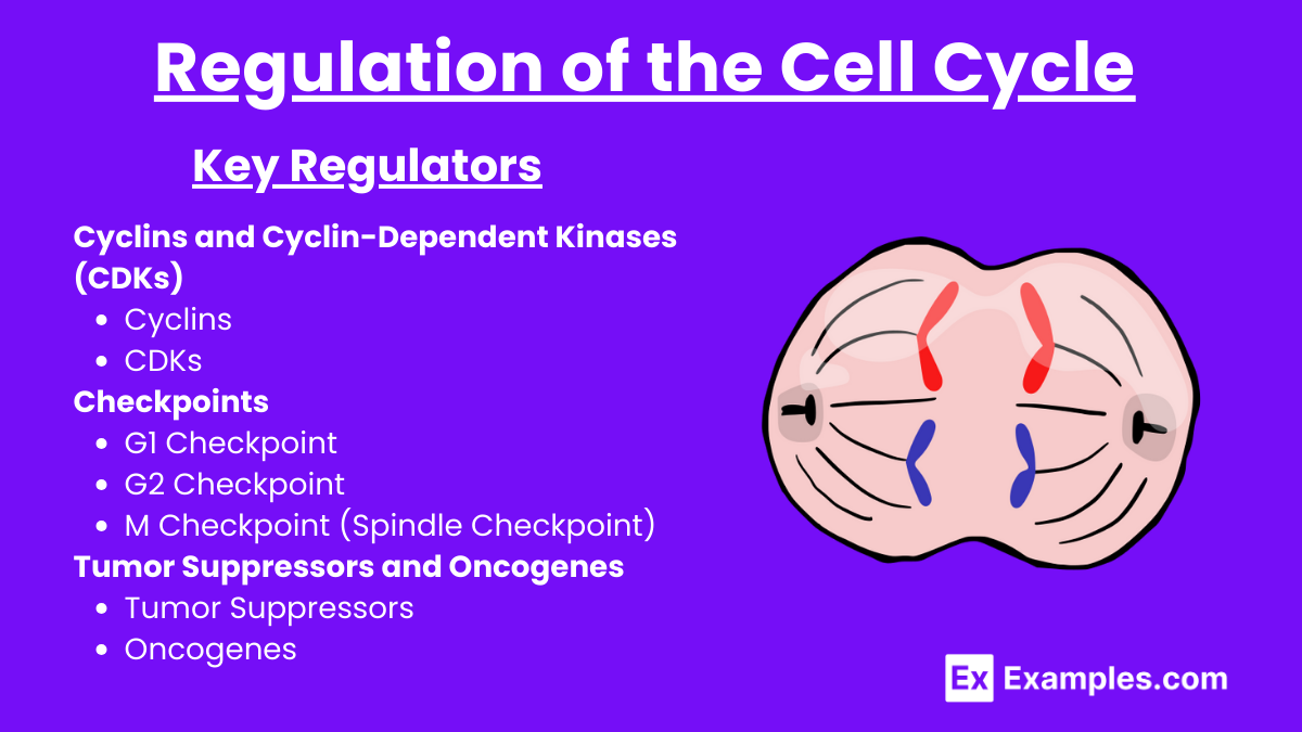 Regulation of the Cell Cycle