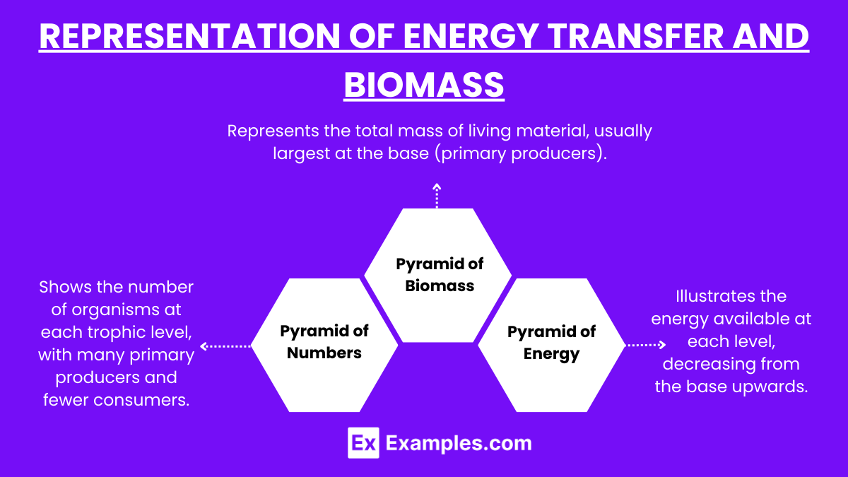 Representation of Energy Transfer and Biomass