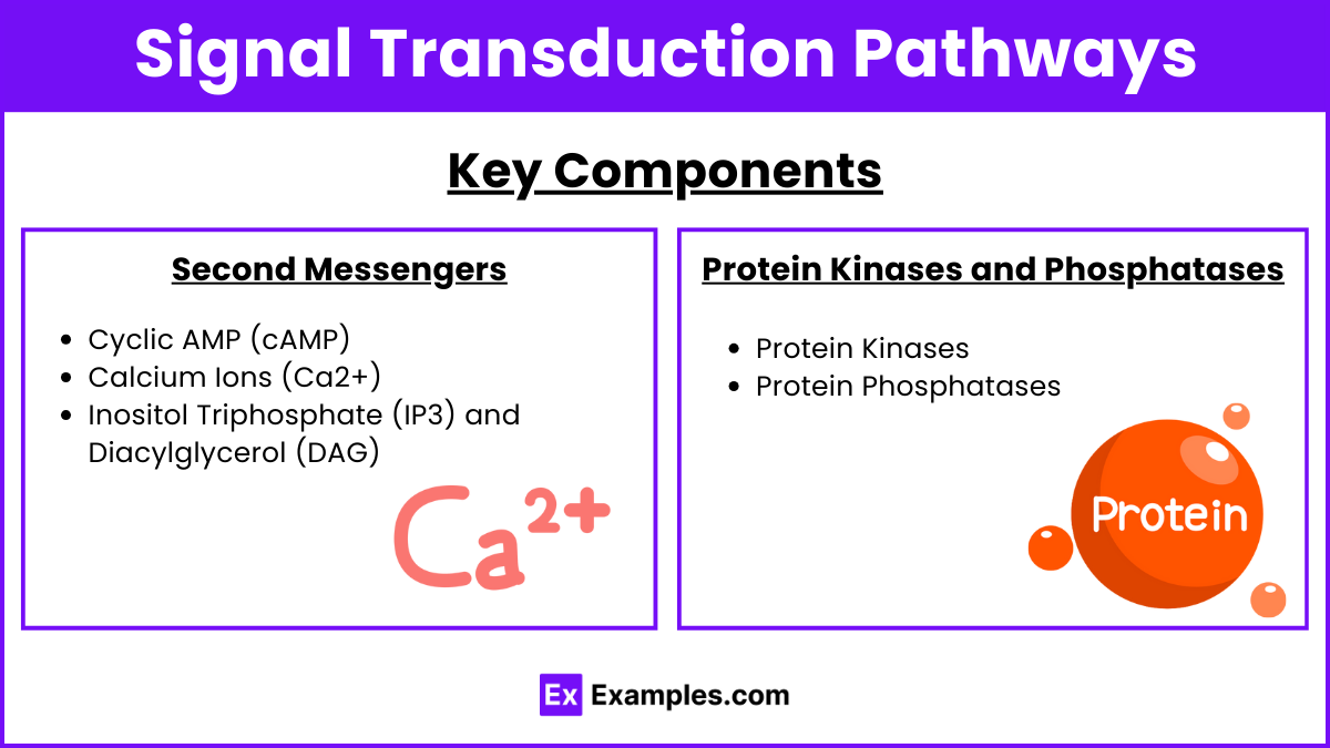 Signal Transduction Pathways (1)