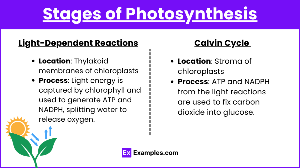 Stages of Photosynthesis