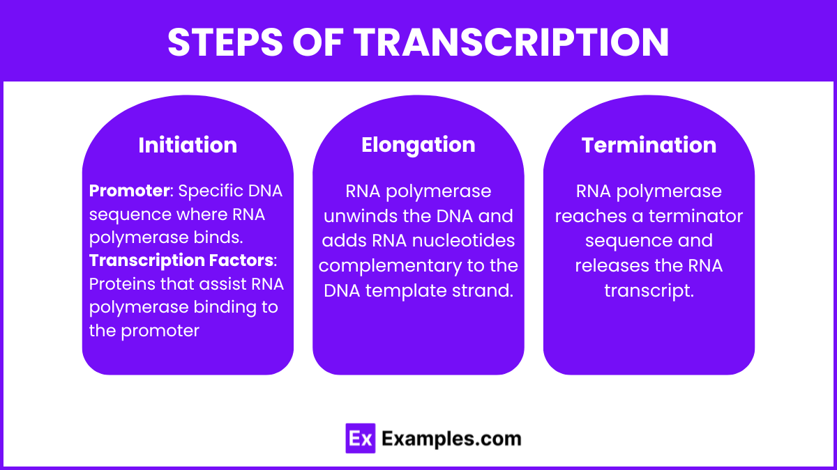 Steps of Transcription