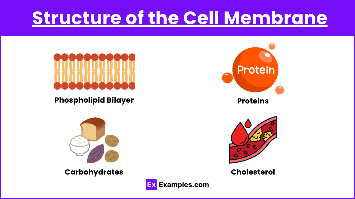 Structure of the Cell Membrane