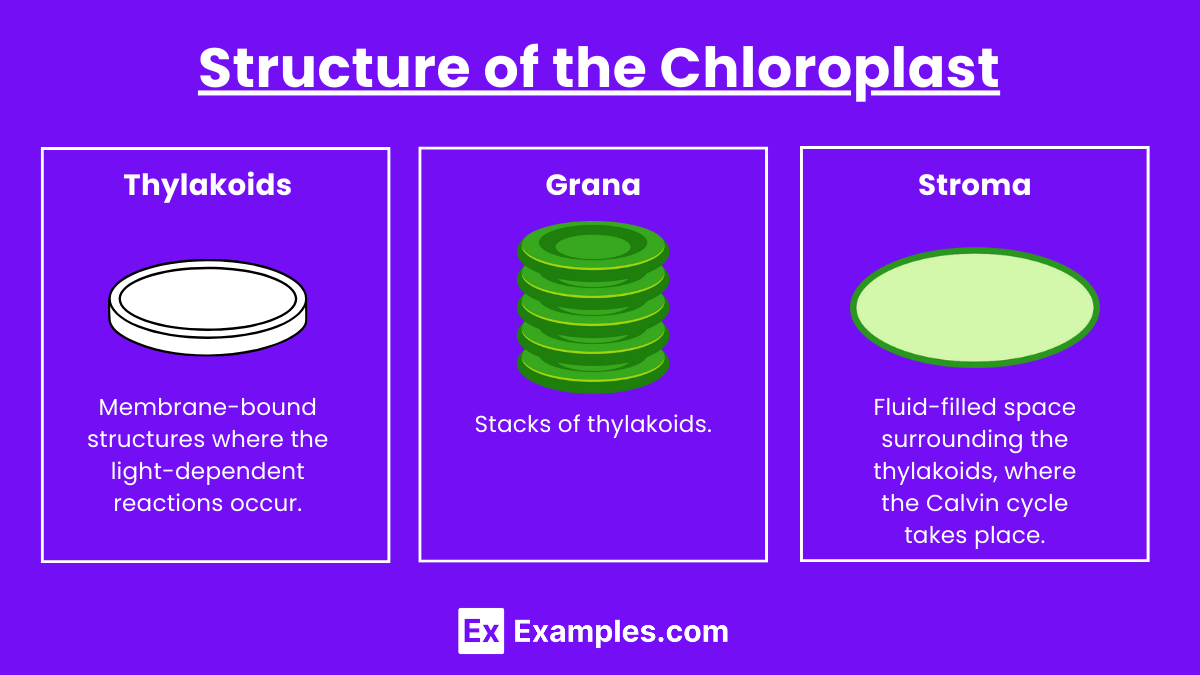 Structure of the Chloroplast