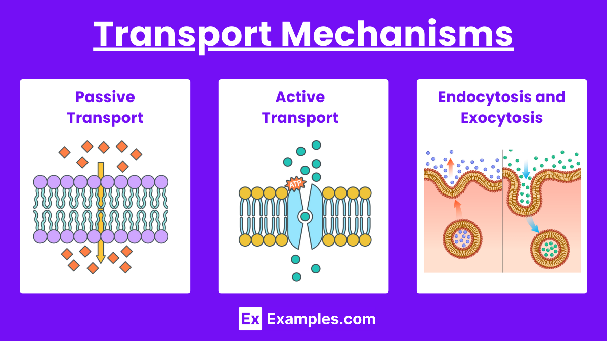 Transport Mechanisms (1)