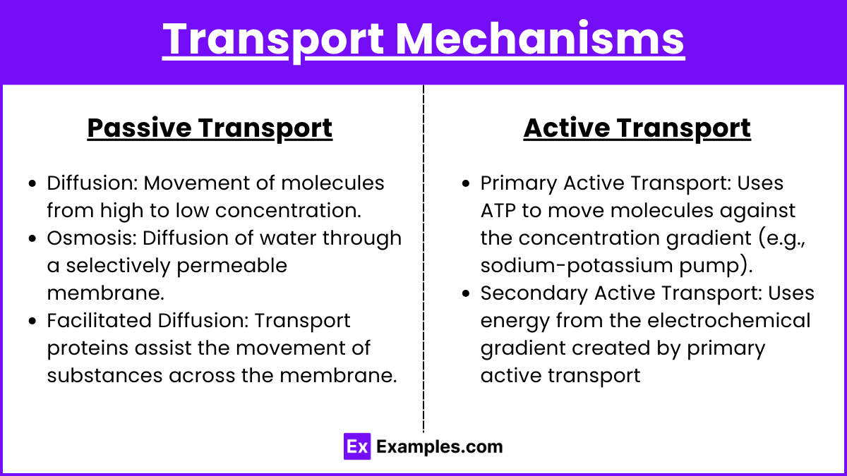 Transport Mechanisms