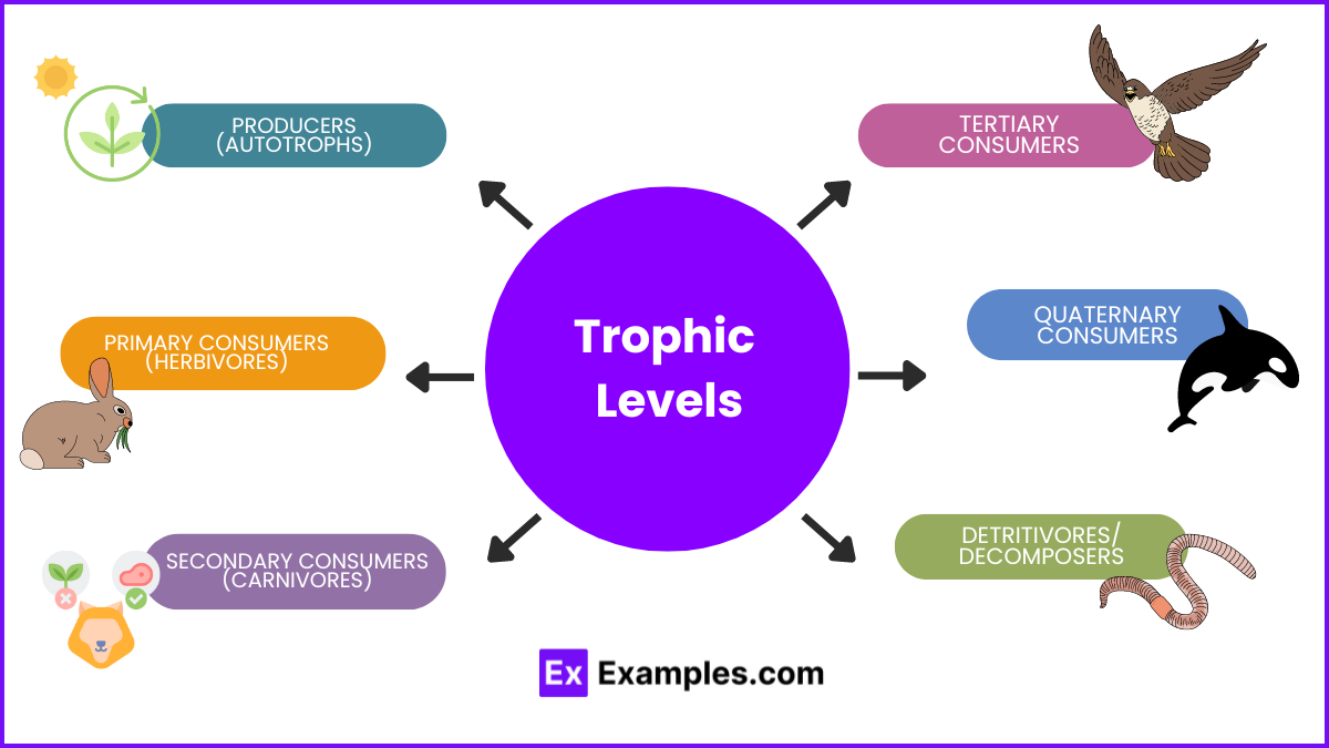 Trophic Levels