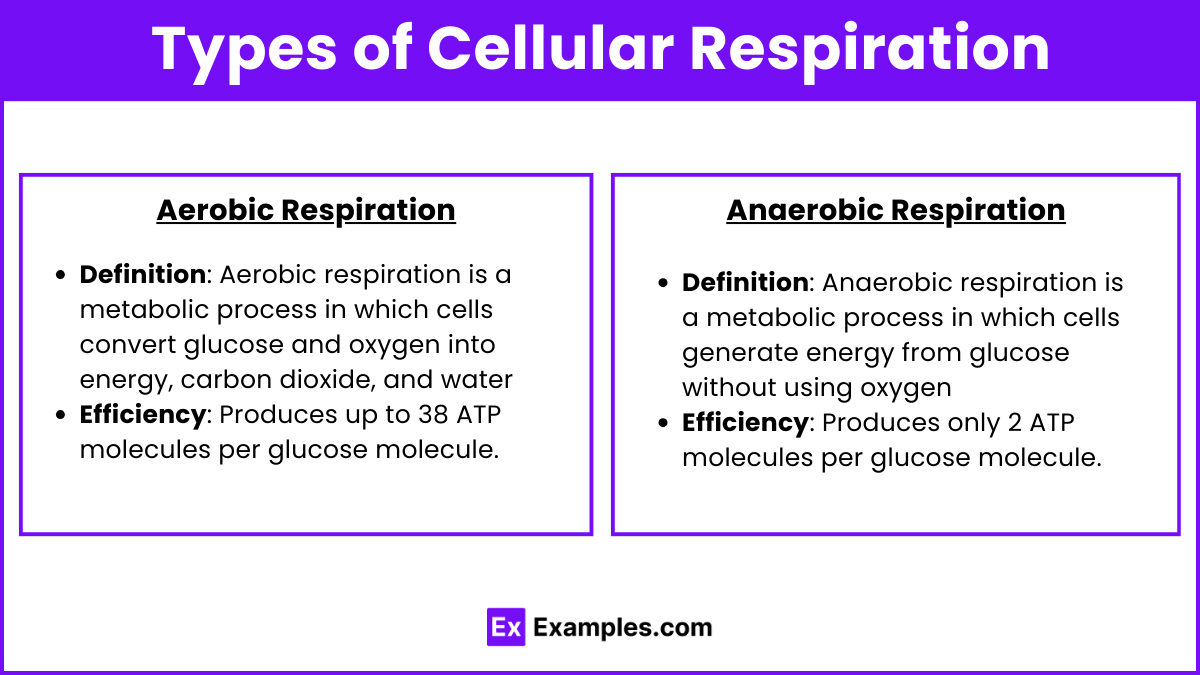 Types of Cellular Respiration