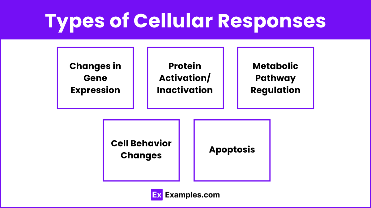 Types of Cellular Responses