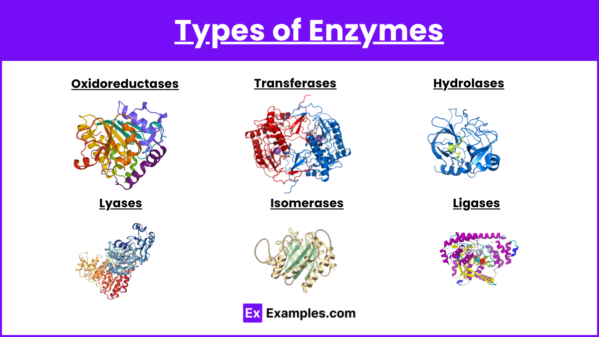 Types of Enzymes