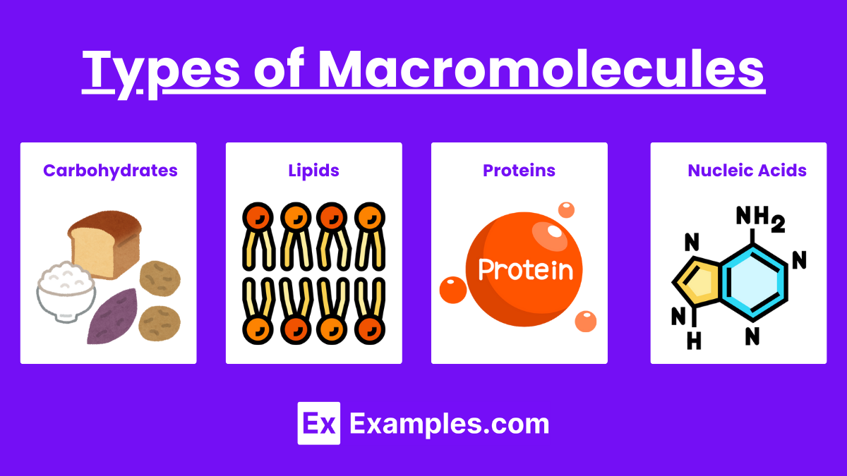 Types of Macromolecules