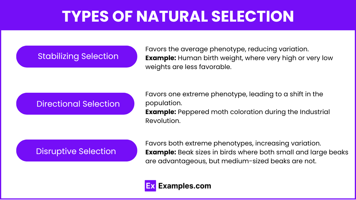 Types of Natural Selection