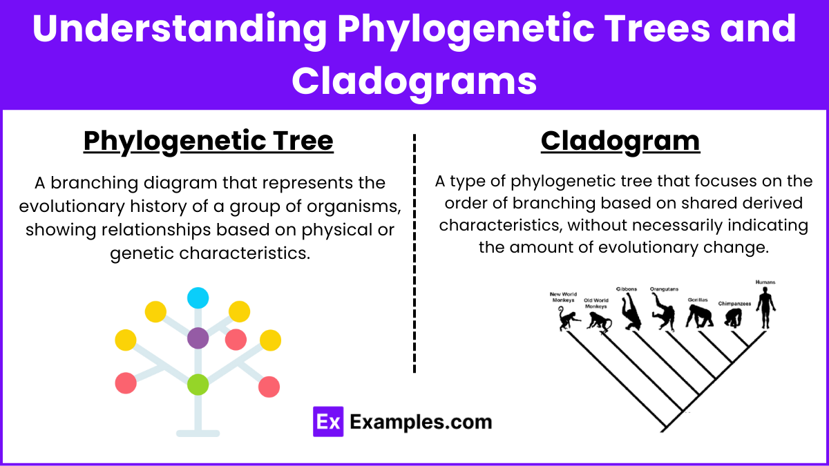 Understanding Phylogenetic Trees and Cladograms