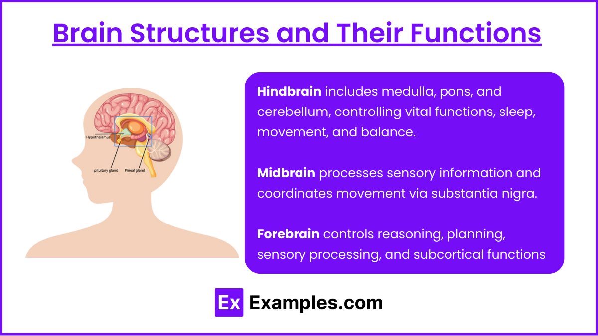 Brain Structures and Their Functions