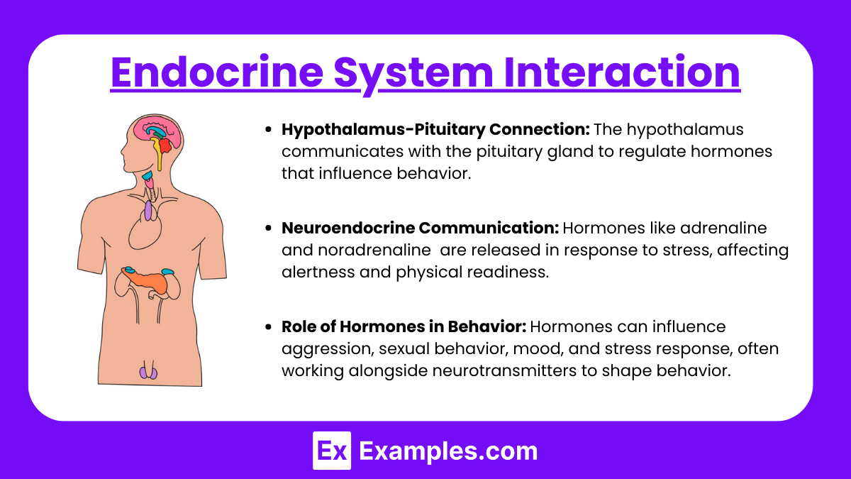 Endocrine System Interaction