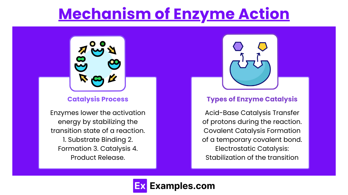 Mechanism of Enzyme Action