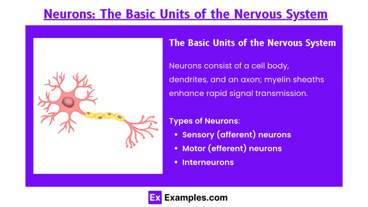 Neurons The Basic Units of the Nervous System