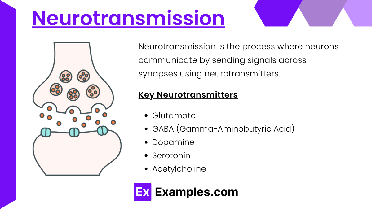 Neurotransmission