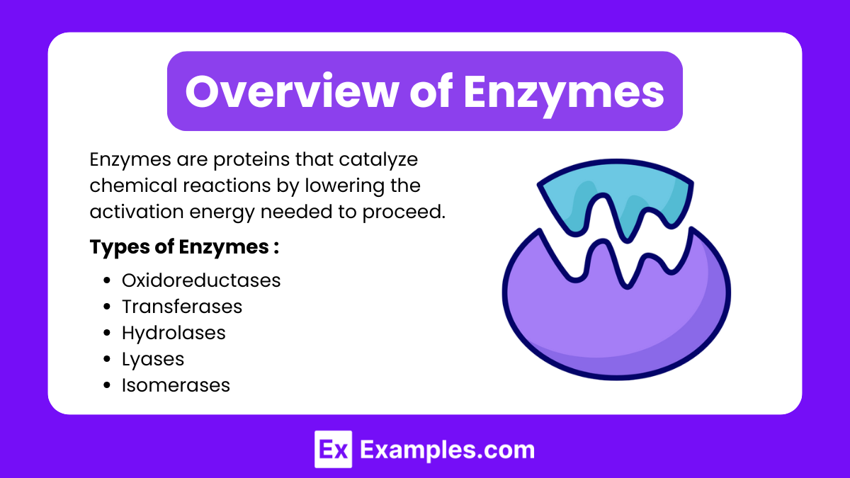 Overview of Enzymes