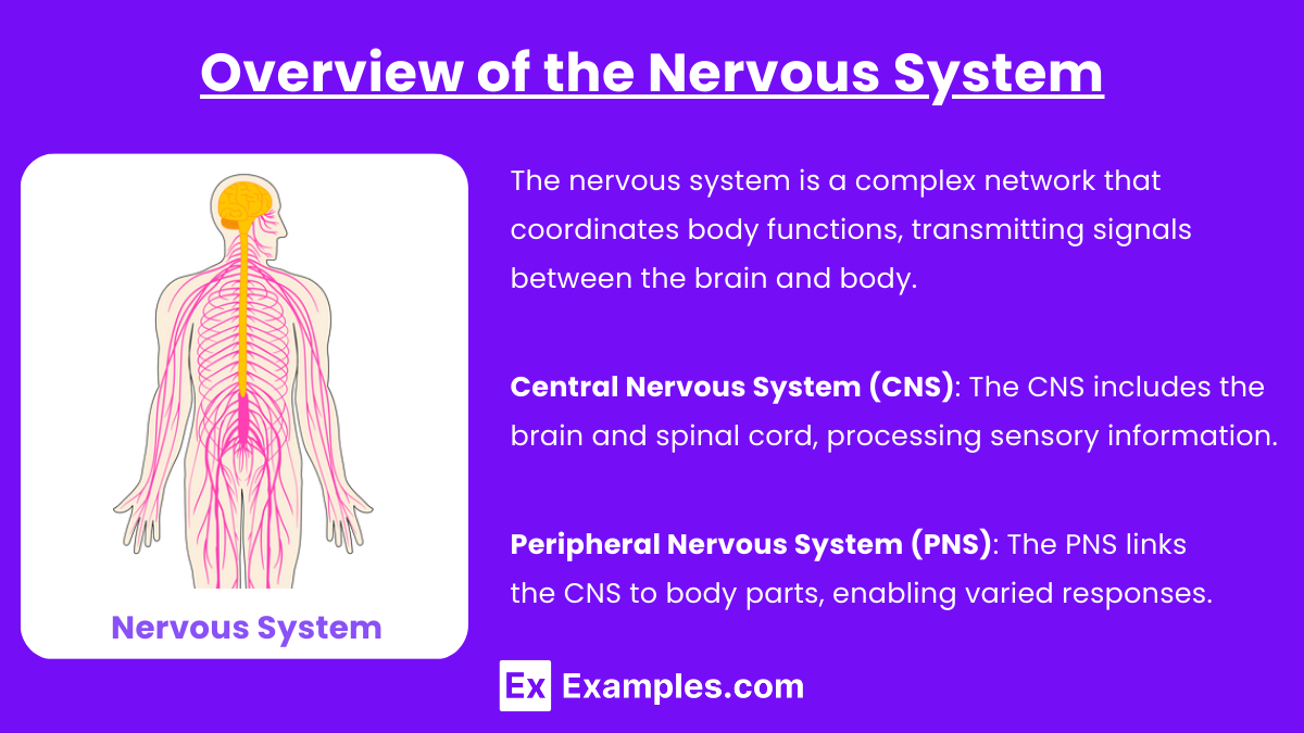 Overview of the Nervous System