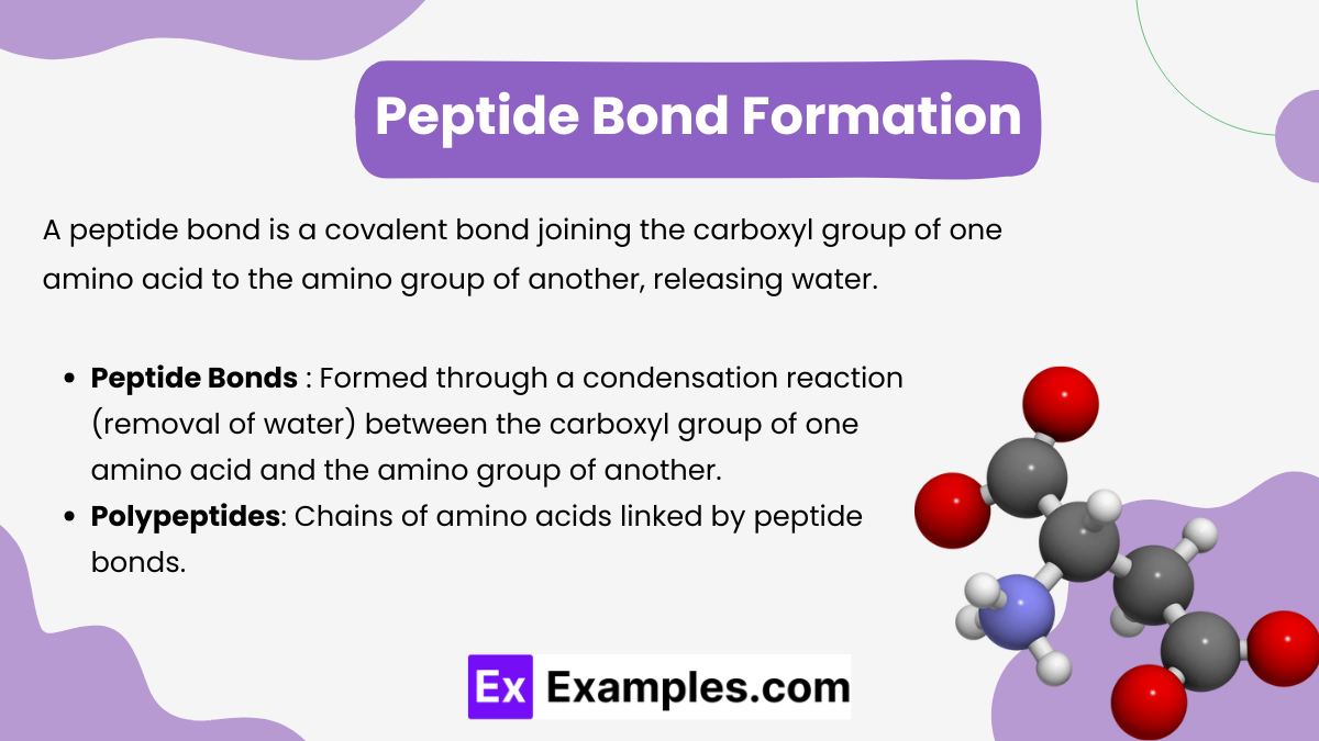 Peptide Bond Formation