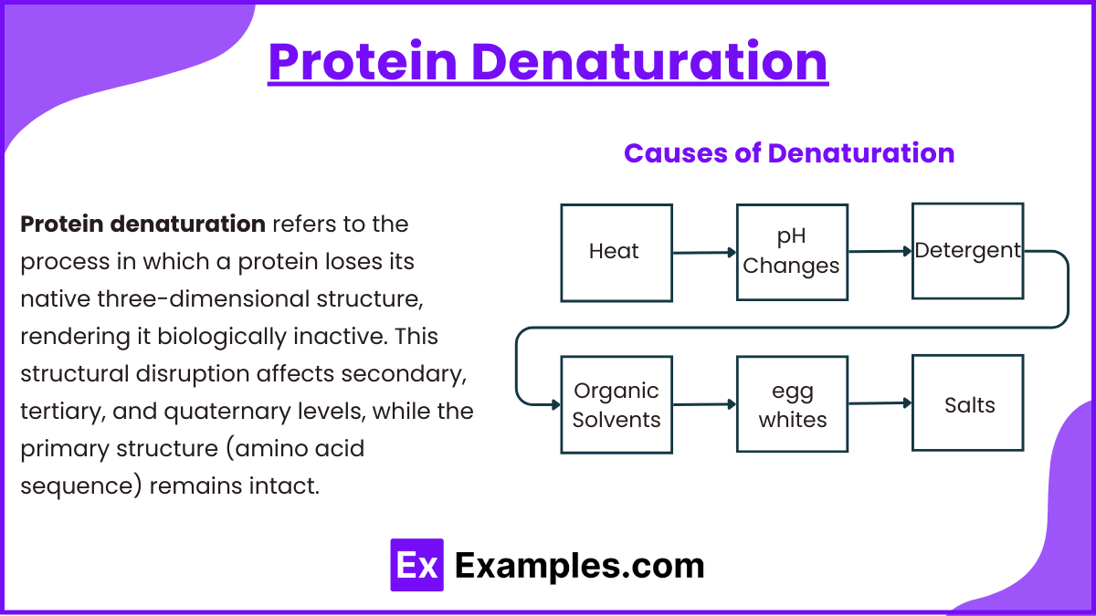 Protein Denaturation