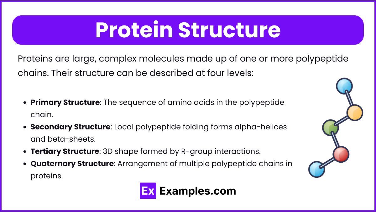 Protein Structure