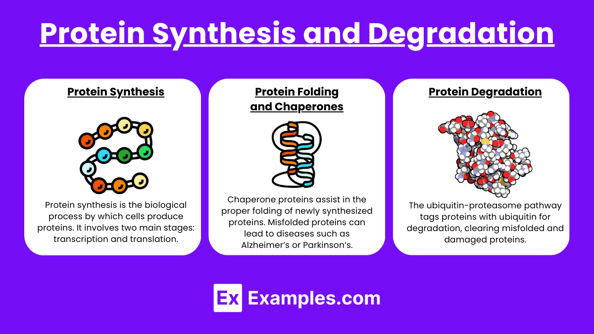 Protein Synthesis and Degradation