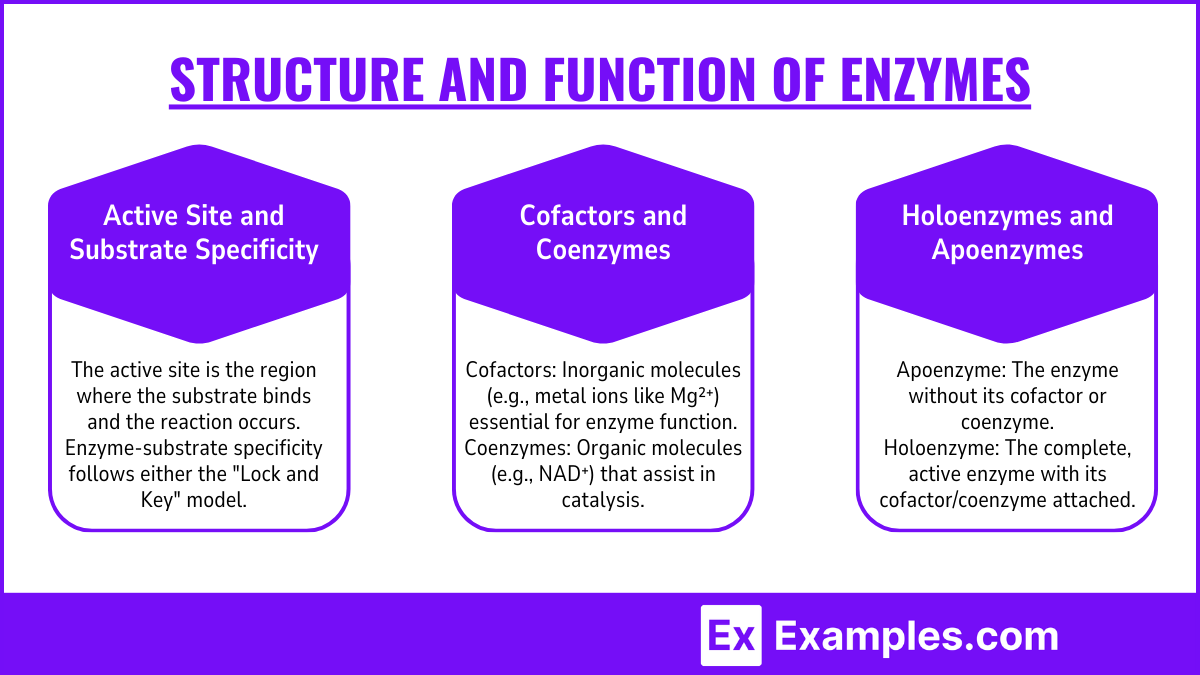 Structure and Function of Enzymes