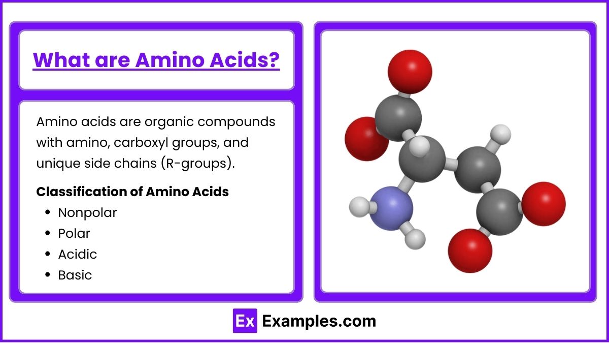 What are Amino Acids