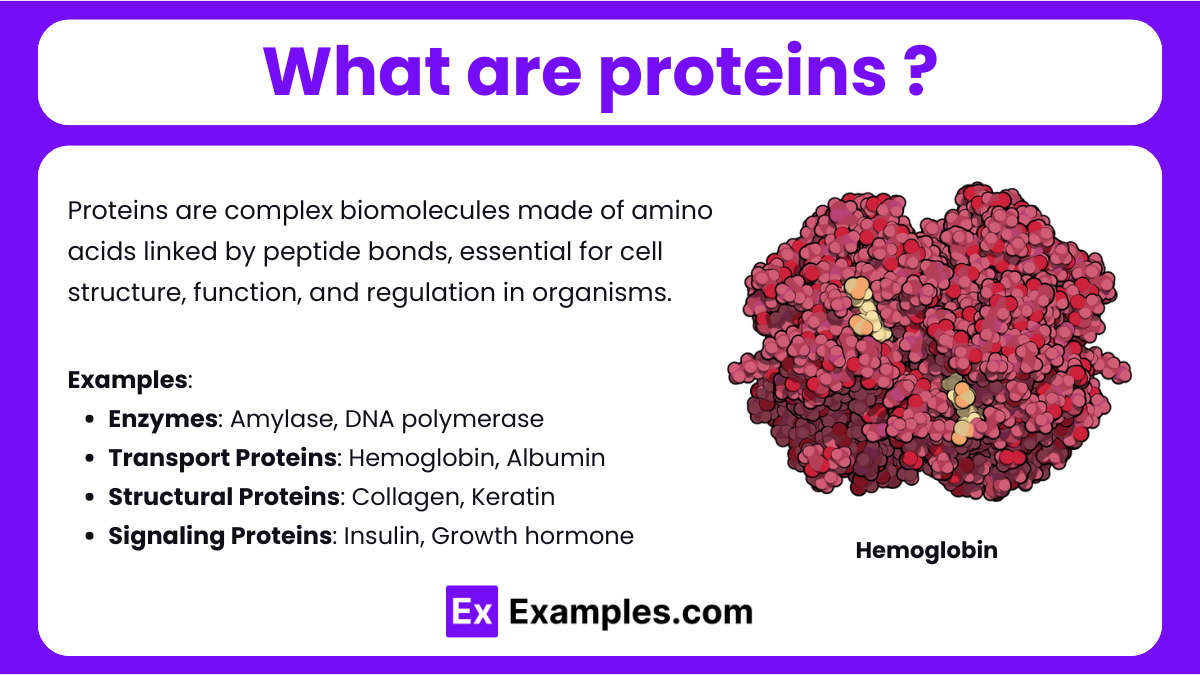 What are proteins